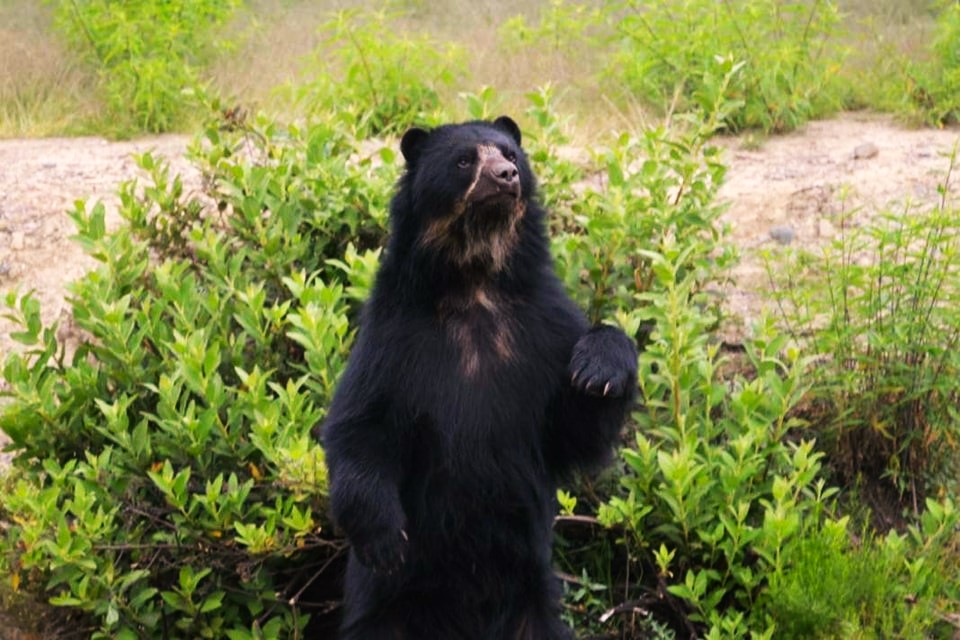Más de 50 animales han muerto en el bioparque Vesty Pakos de La Paz en 2023. Otros 11 animales se encuentran aislados por falta de espacio.