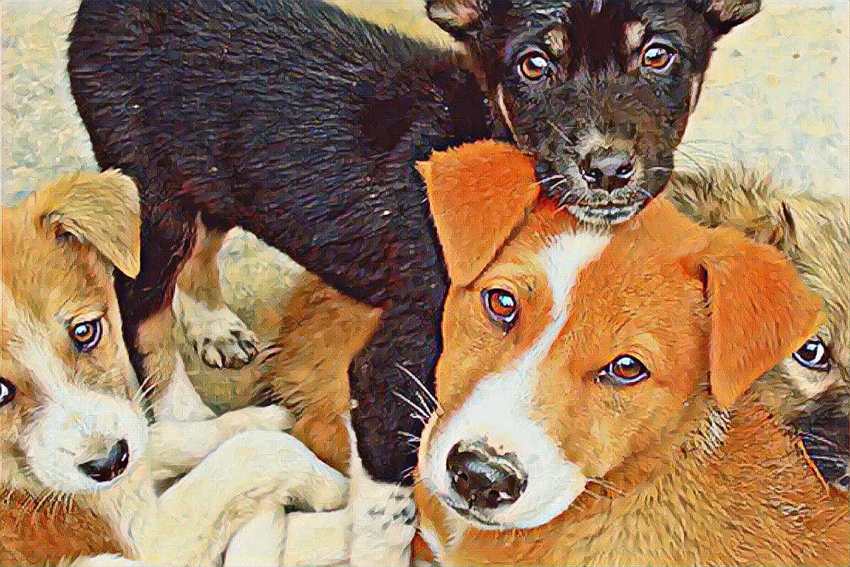 ¿Cómo cuidar a tu perrito después de la esterilización?