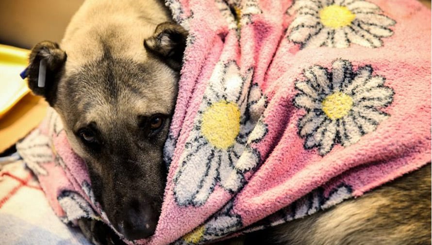 Campaña para ayudar a los perros que viven en las calles de la ciudad