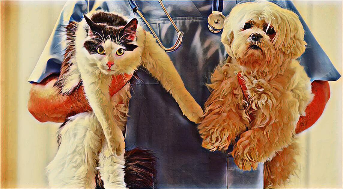 mascotas serán esterilizadas en la campaña 'Peluditos por el Bien Común'