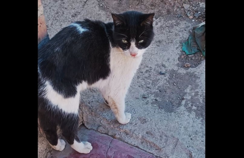 Vampiro, el gato abandonado en la carretera, volvió a su hogar