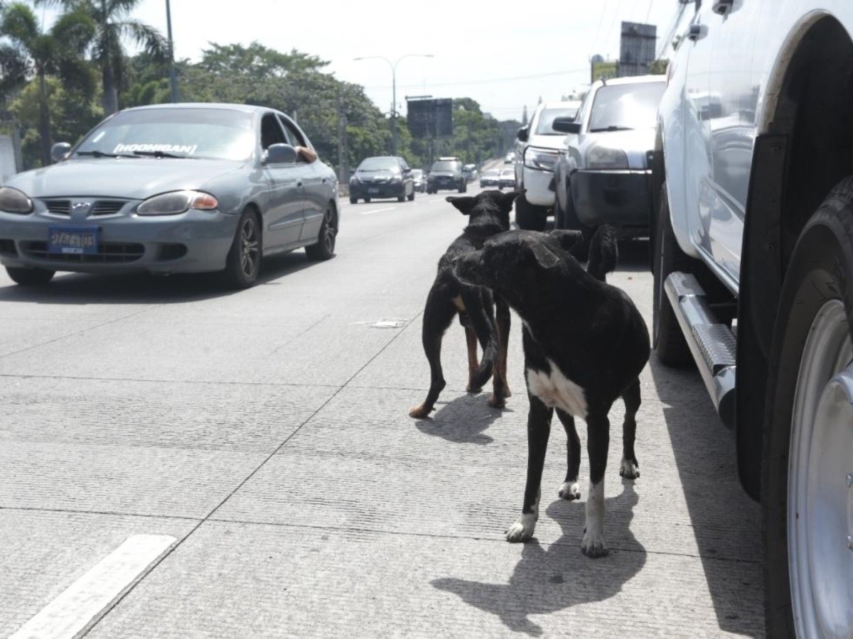 Proponen que el SOAT cubra gastos de perritos atropellados