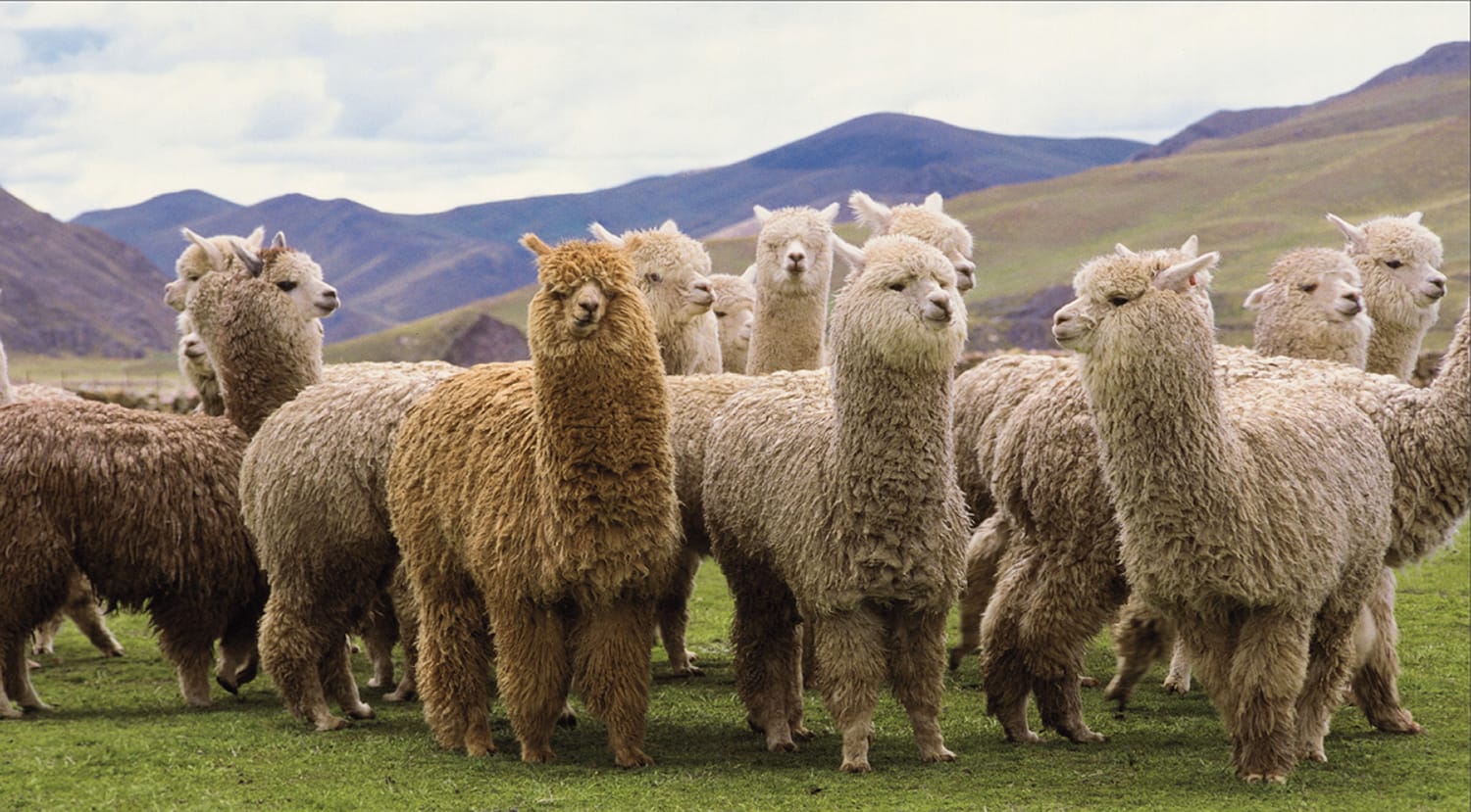 El encuentro reúne a representantes de Bolivia, Chile, Ecuador y Perú, donde los camélidos son importantes para diversificar la ganadería y proteger los ecosistemas altoandinos.