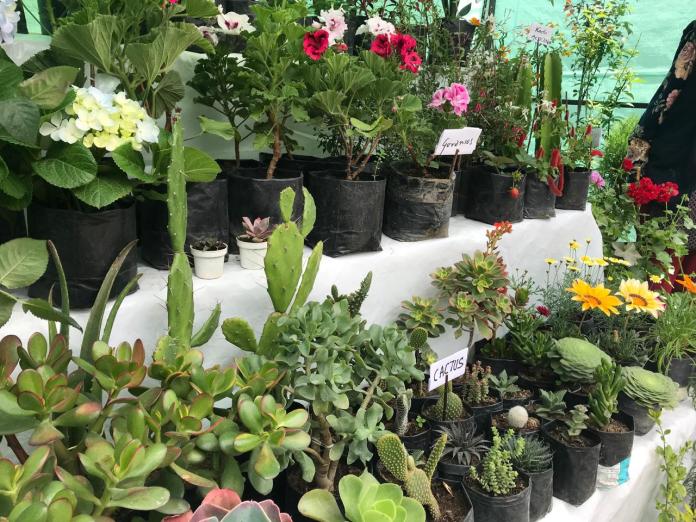 Feria de las Flores