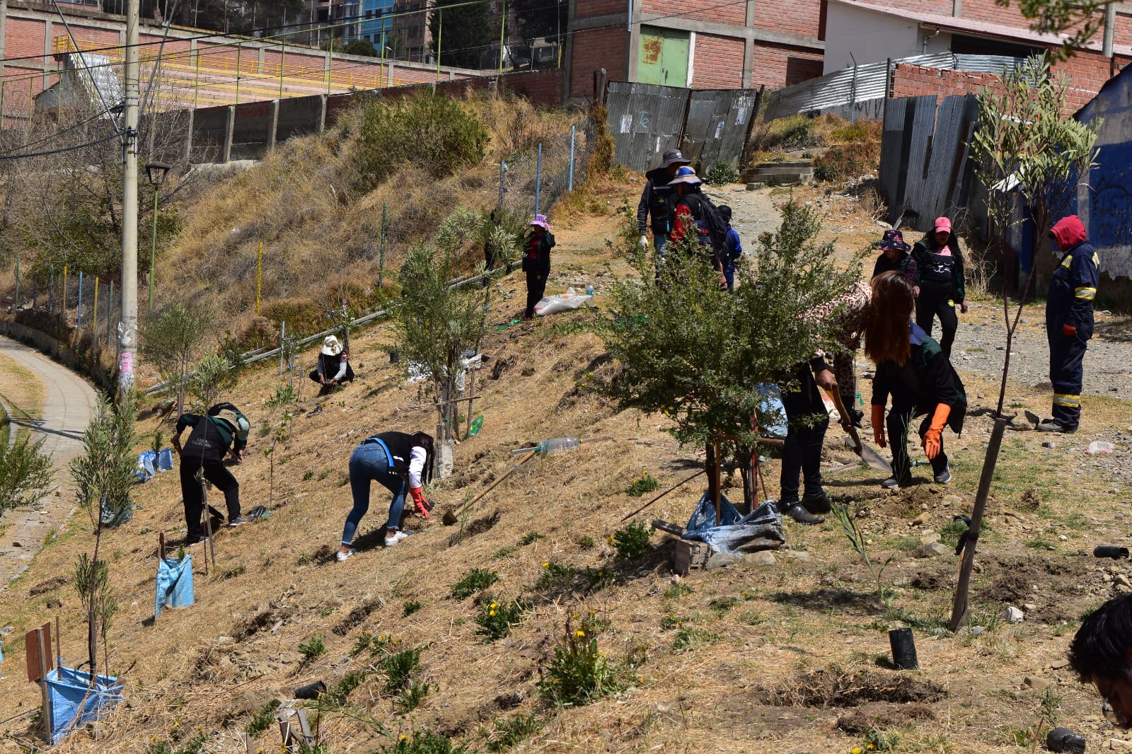 Lanzan campaña de forestación en La Paz
