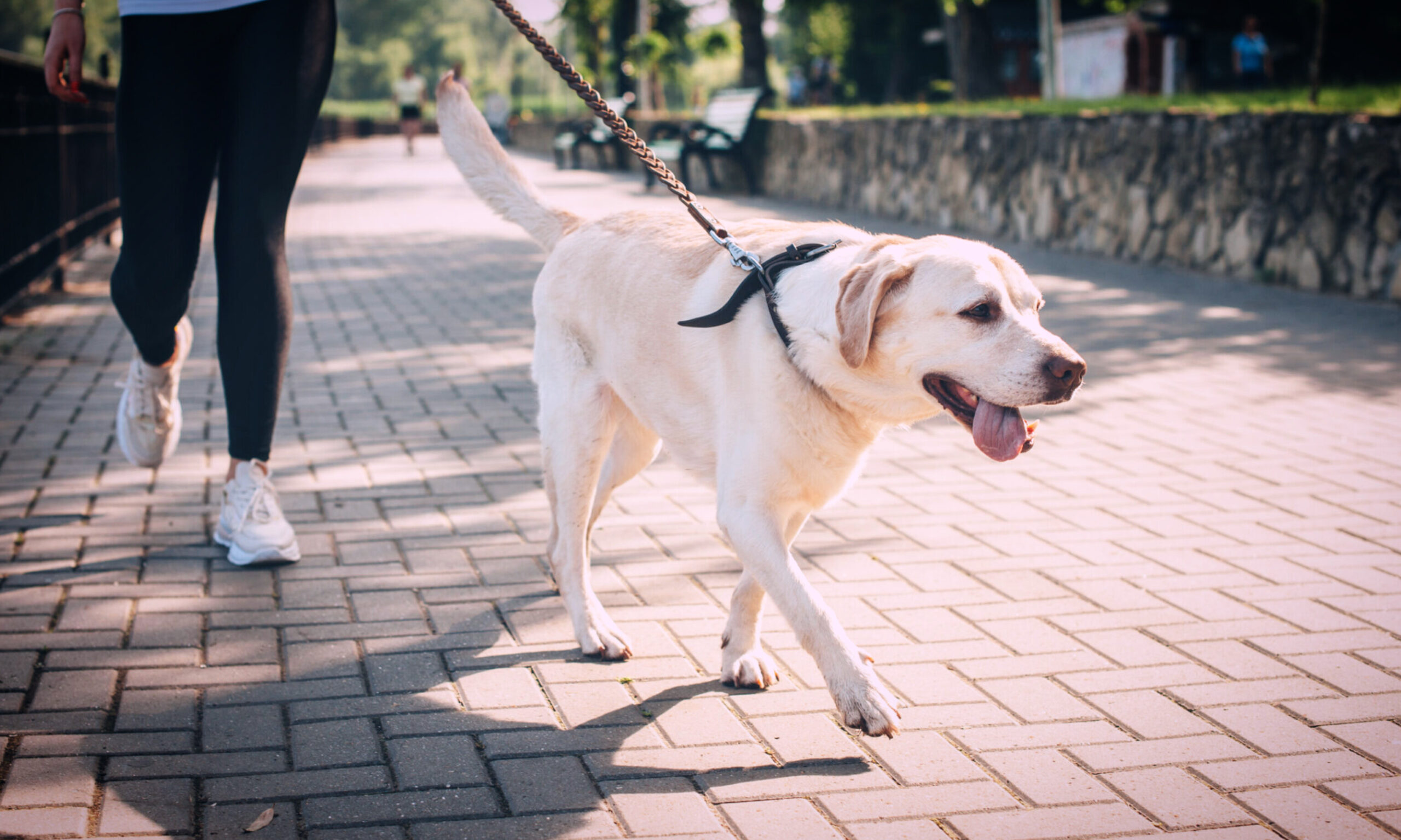 Caminata “Patitas en Movimiento” este domingo