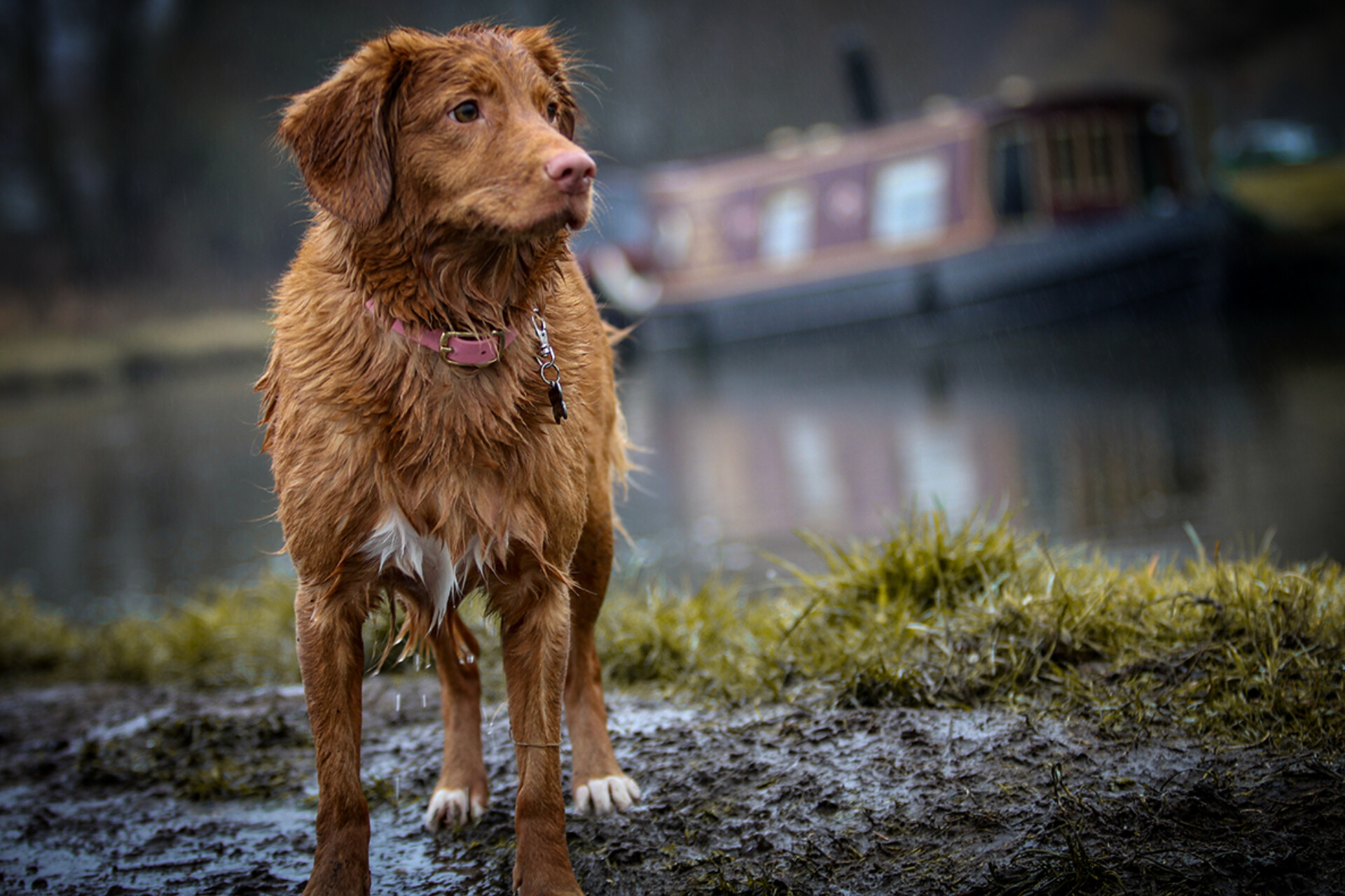 Alcaldía de La Paz lanza campaña para proteger a las mascotas en época de lluvias
