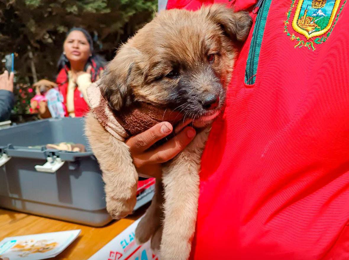Más de 20 mascotas buscan hogar en la Terminal Metropolitana de El Alto