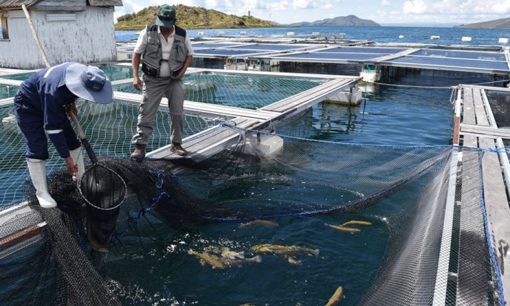 Entregan laboratorio móvil para preservar peces nativos en el lago Titicaca