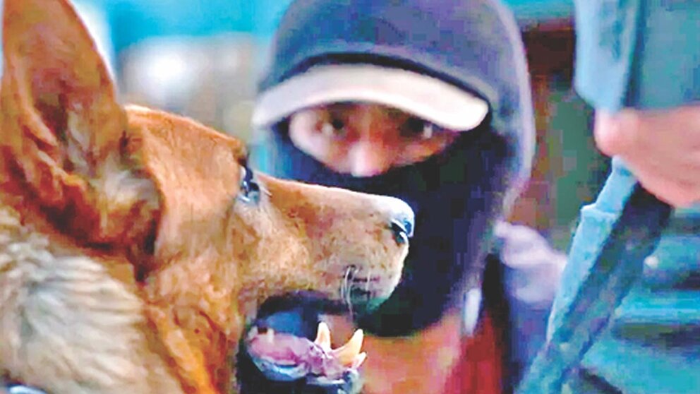 El ladrón de perros’ conquista el Festival de La Habana y apunta a los Goya 2025