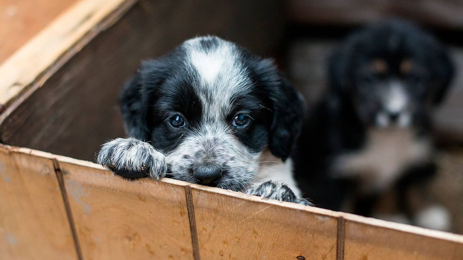 Campaña navideña busca hogares para mascotas rescatadas en La Paz