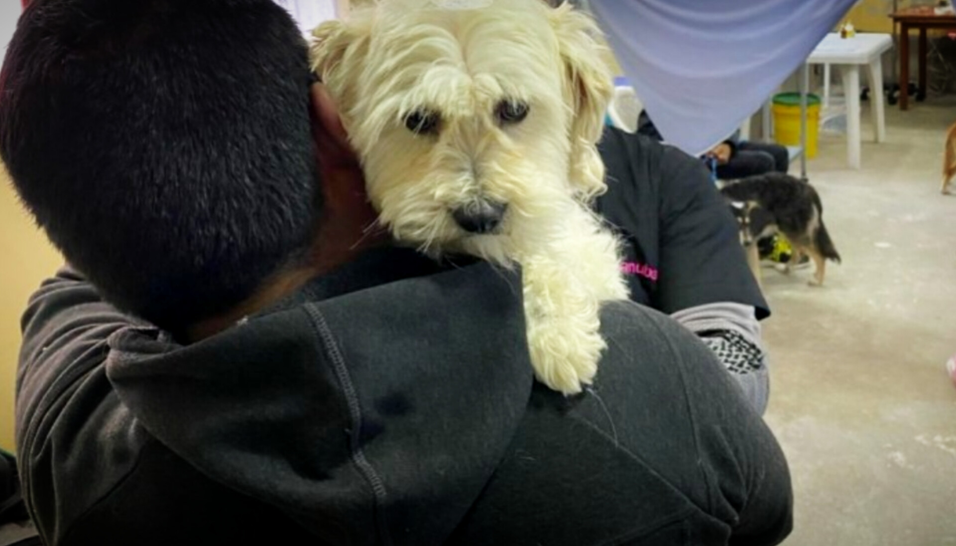 Alcaldía reactivará ley para proteger a las mascotas en enero de 2025