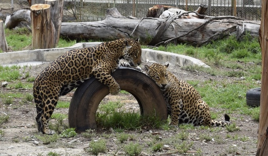 Jaguares rescatados logran una recuperación total en el Vesty Pakos