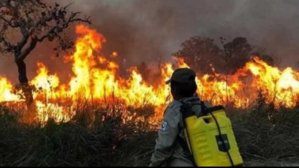 Buscan reforestar áreas dañadas por incendios en Bolivia