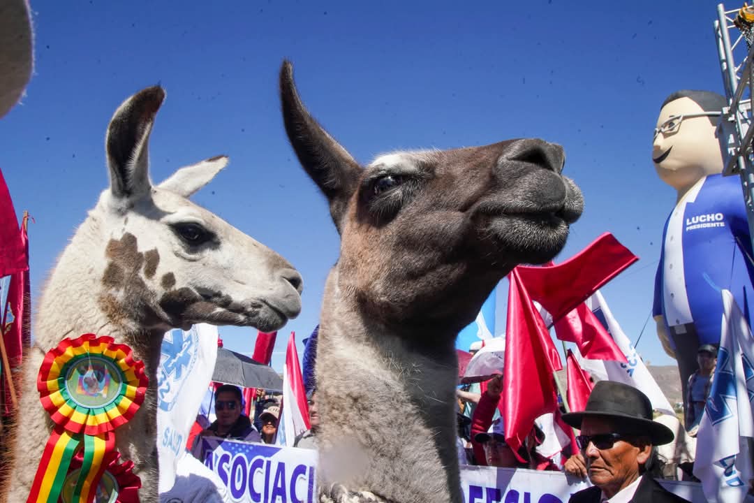 Luis Arce inaugura Planta de Camélidos en Turco para impulsar exportaciones