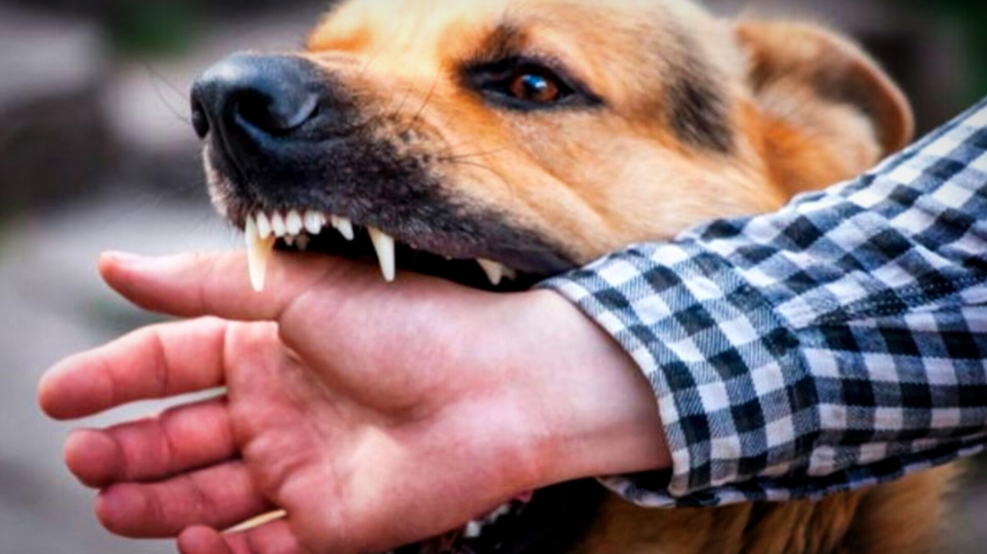 Sucre reporta séptimo caso de rabia canina