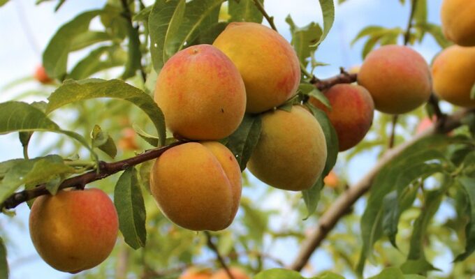 ¡Sapahaqui llega con sabor a fruta!Primera Feria del Durazno y la Pera en San Antonio