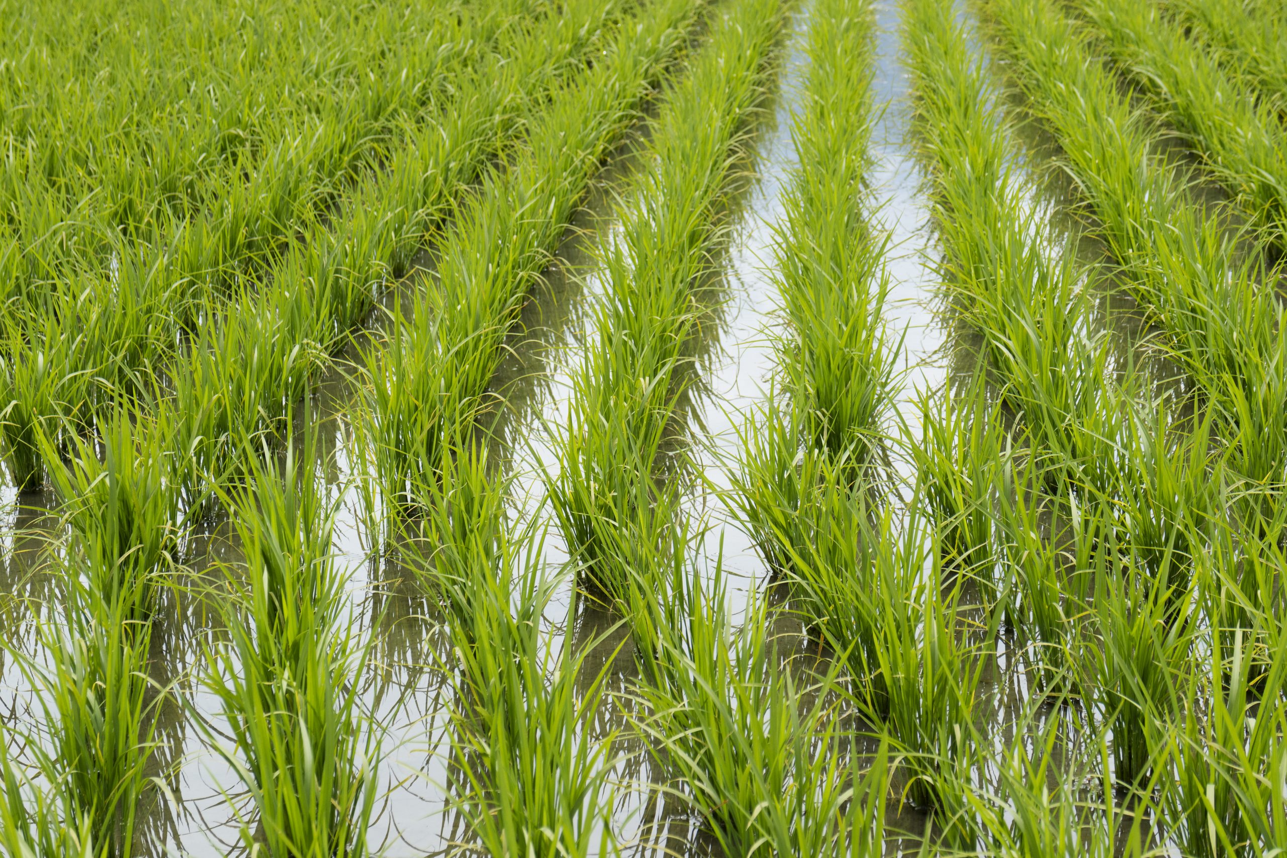 Gobierno afirma que la producción de alimentos no está en riesgo a pesar de las lluvias