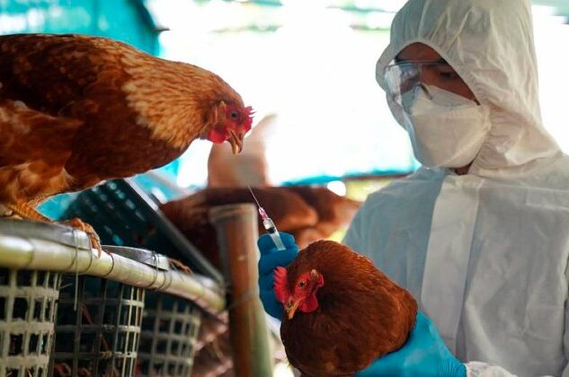 Bolivia en alerta: refuerzan controles por riesgo de gripe aviar tras brote en Brasil