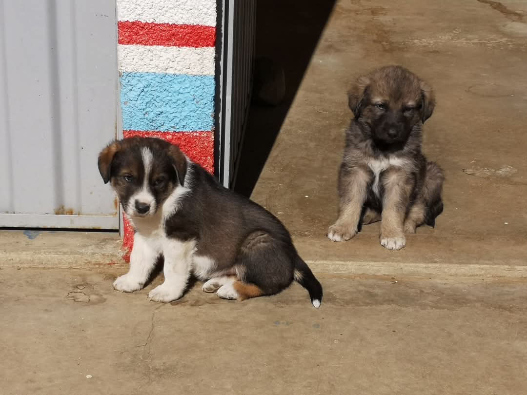 ¡Más de 18 perritos buscan un hogar este jueves en Ciudad Satélite!