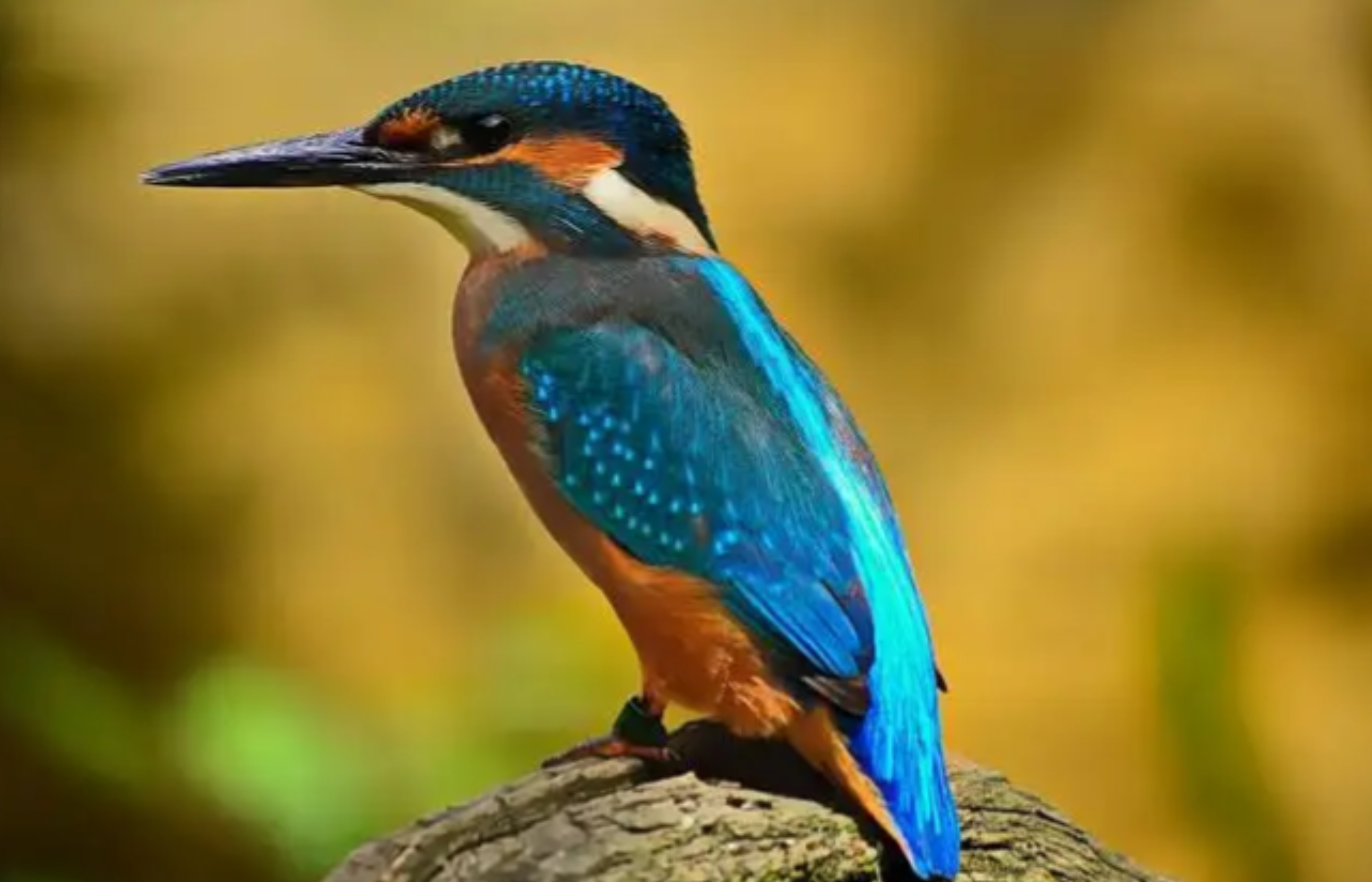 Bolivia será sede de la Feria de Aves más grande de Sudamérica