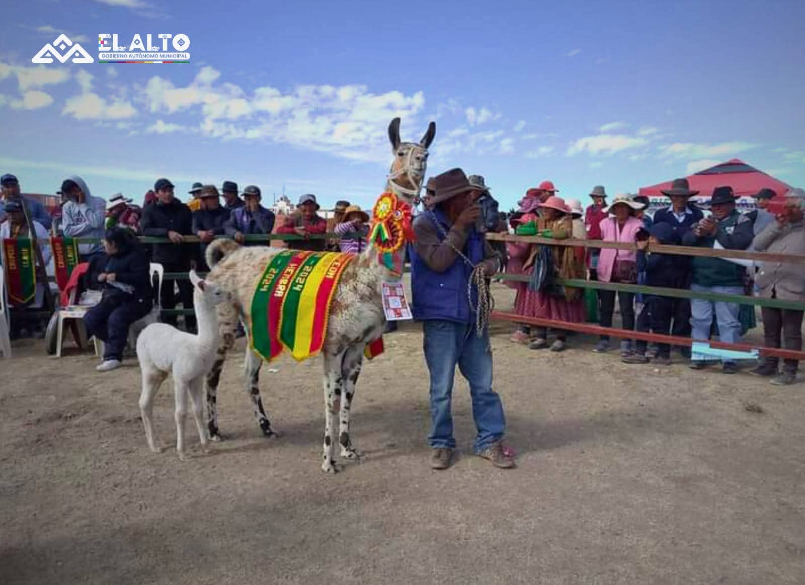 Concurso de Camelidos en Milluni