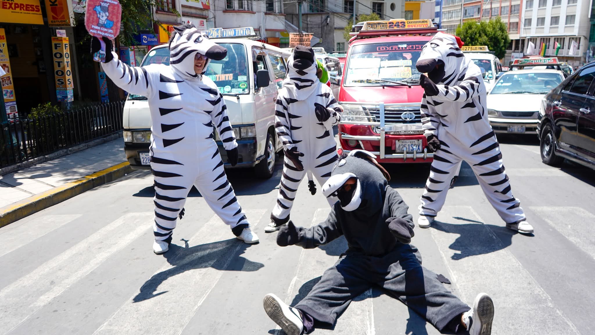 Cebras vuelven a las calles con enfoque ambiental