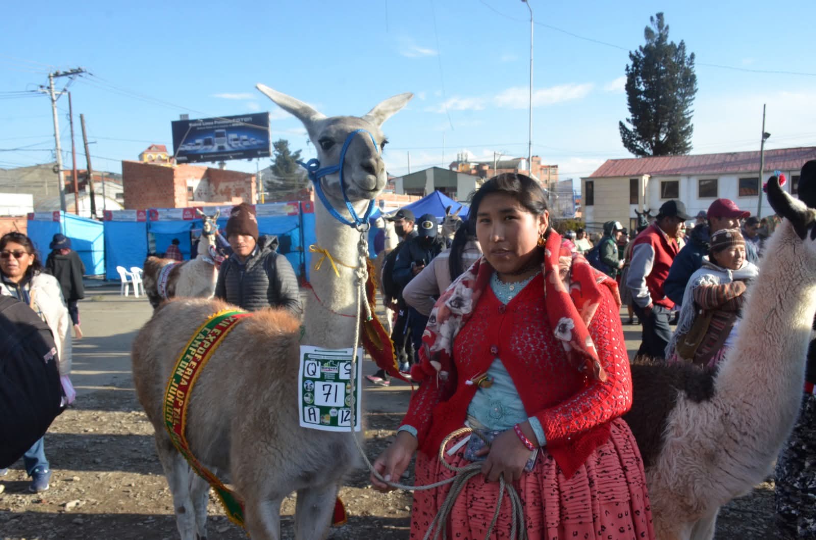 Camélidos con estrella: La Paz muestra lo mejor en la 14ª Expoferia en El Alto