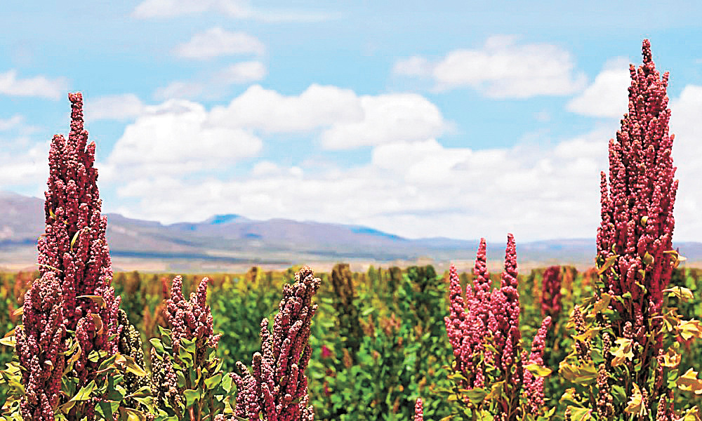 El Alto será sede del gran encuentro científico de granos andinos