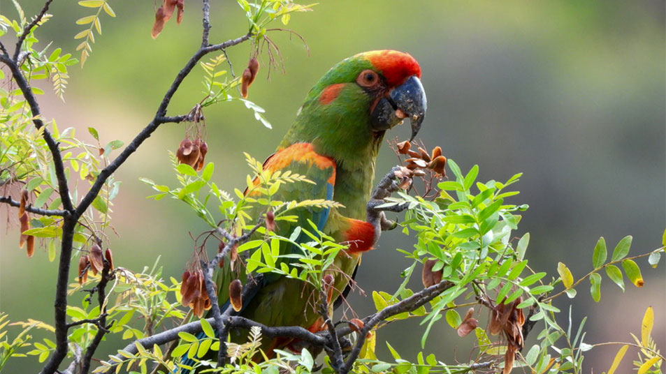 La Paz alza vuelo con feria internacional de aves