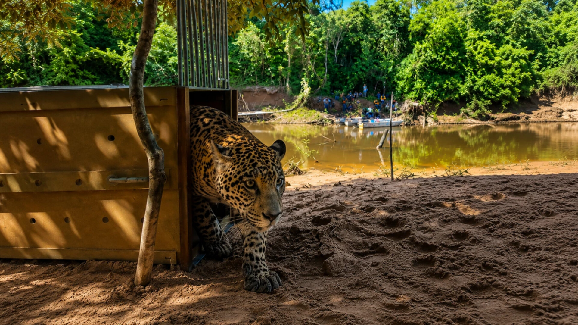 Jaguar Yaguara