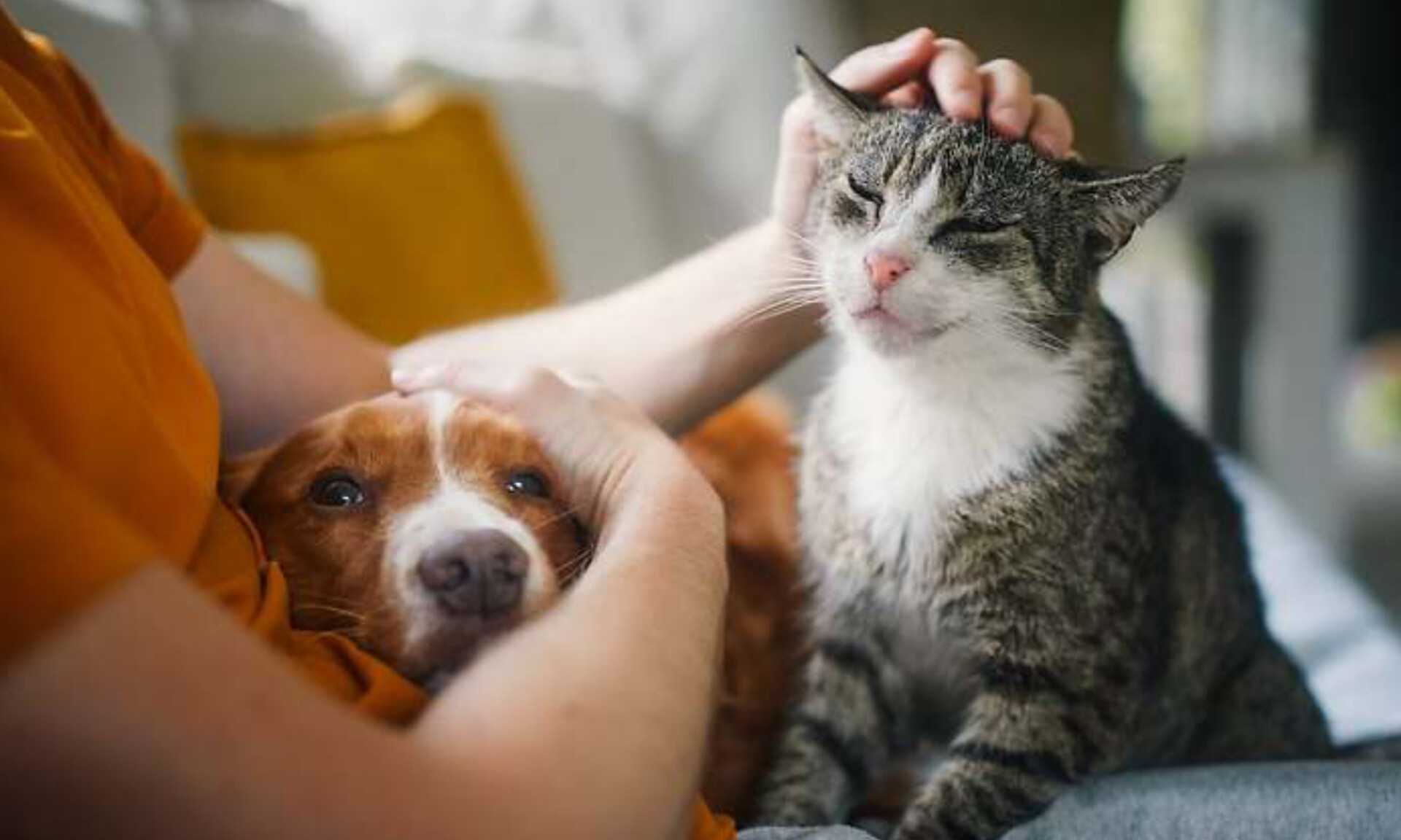Campaña de adopción