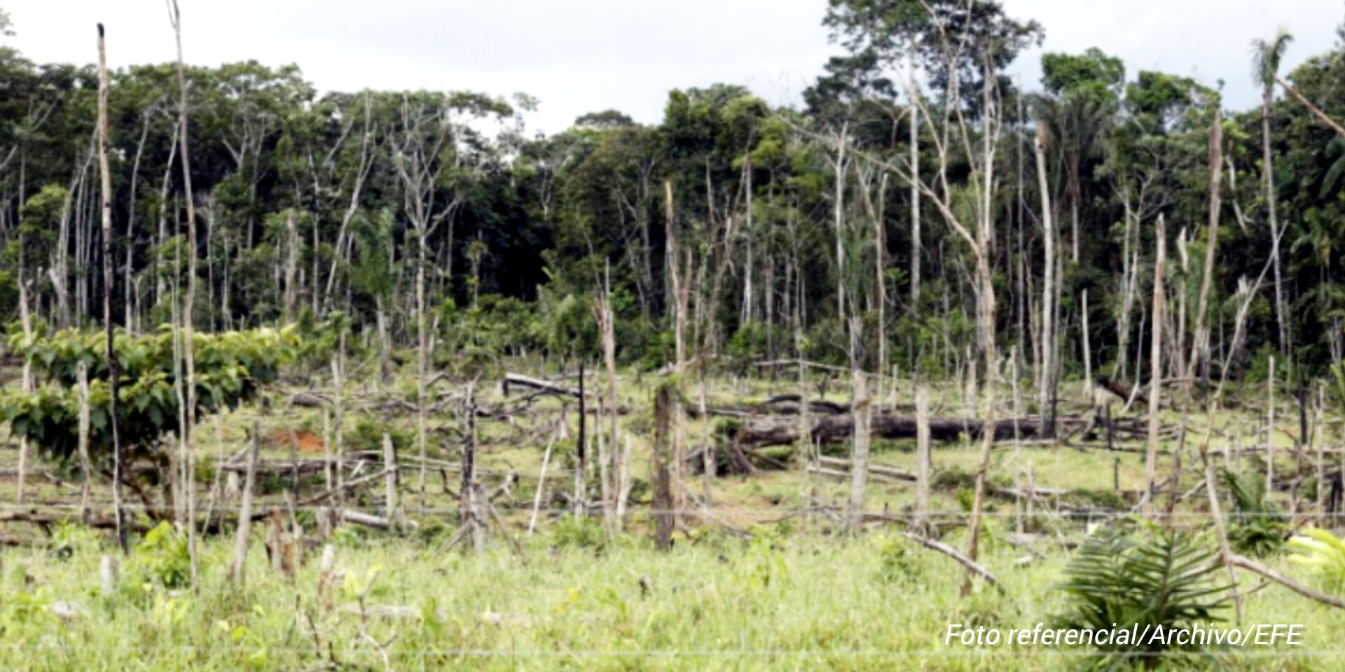 BOSQUES AMAZONICOS BOLIVIA