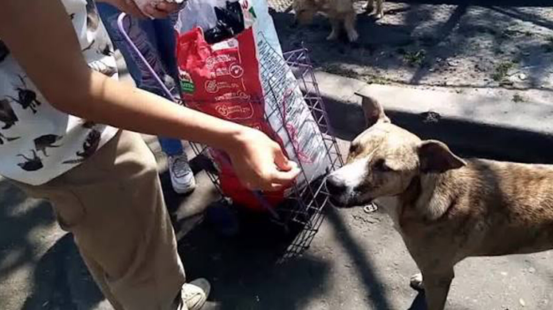 Alimentando perritos de la calle