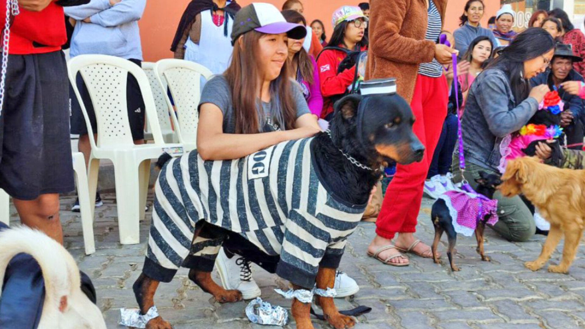 Concurso de disfraces de mascotas