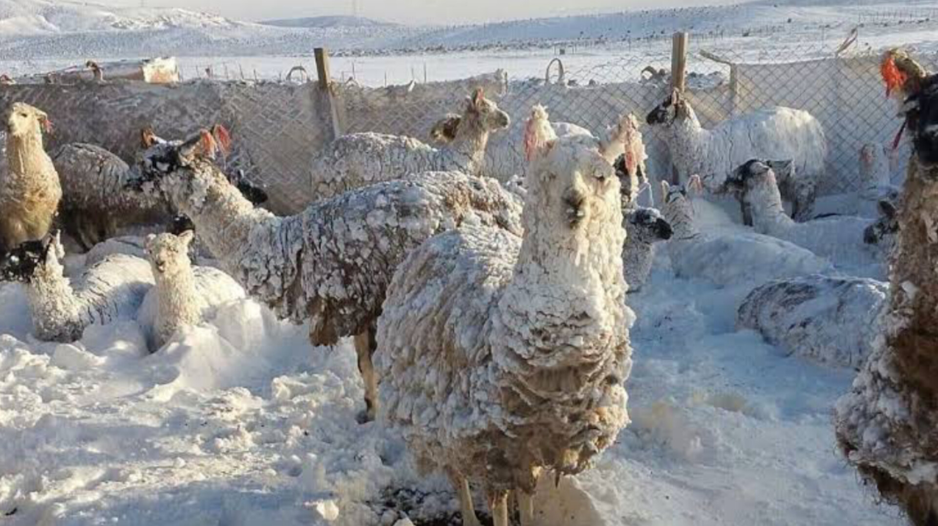 Nevadas afecta a animales