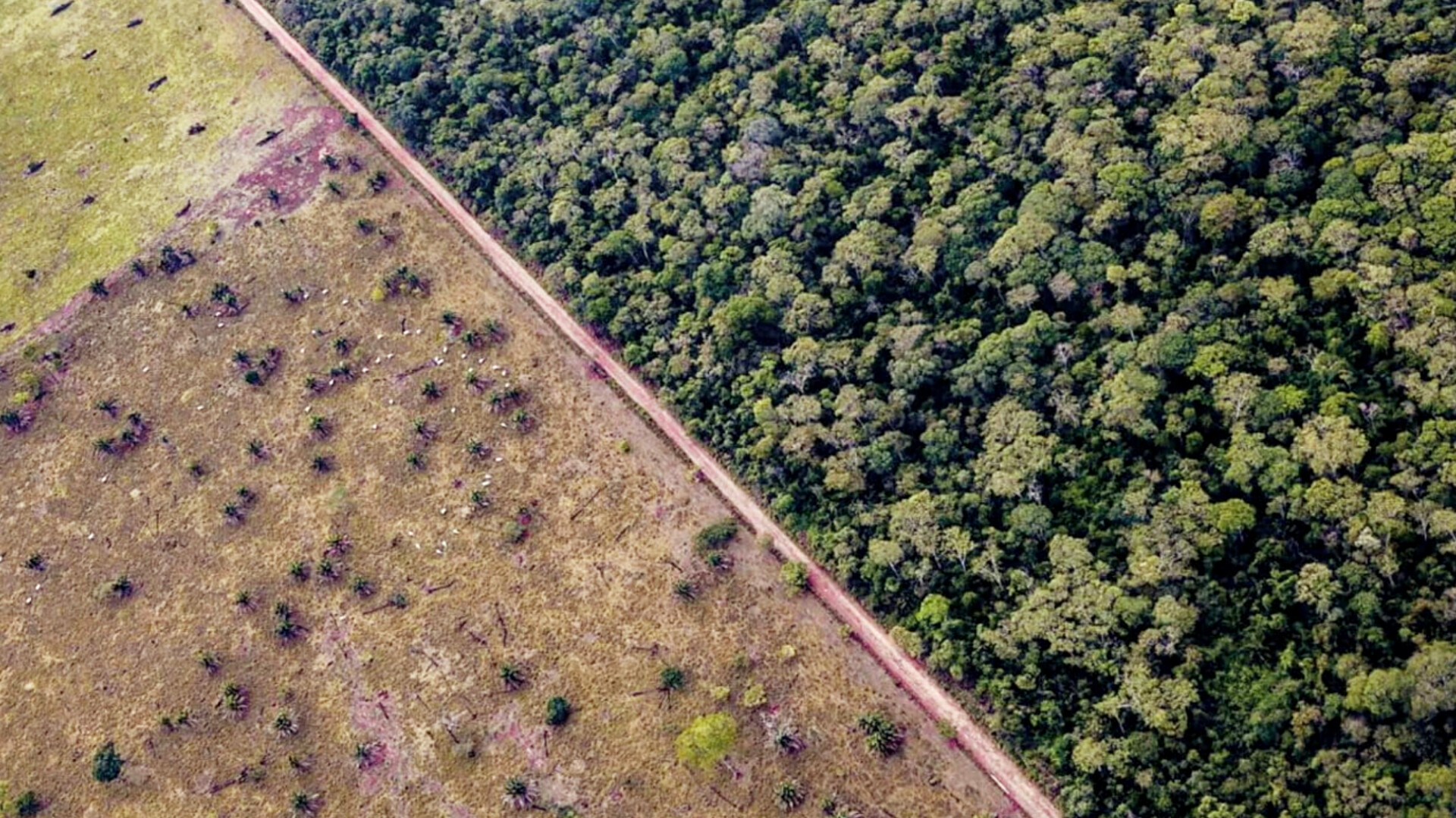 Proyectan nueva carretera entre Bolivia y Brasil y alertan por posible deforestación en la Chiquitania