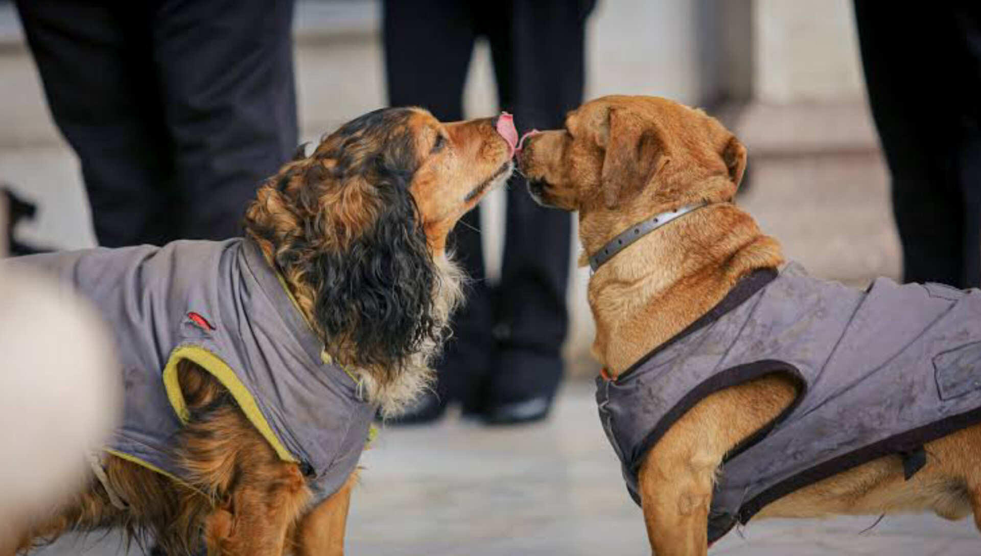 Perritos abrigados