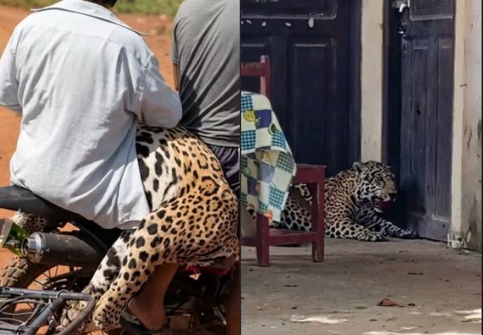 Muerte de un jaguar en Guayaramerín