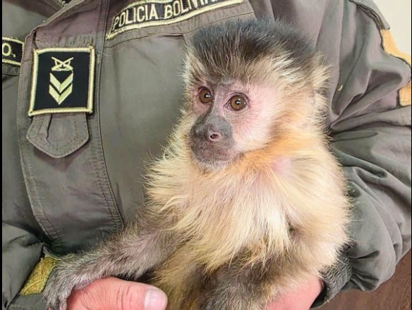 Rescatan a un mono capuchino y un loro del tráfico ilegal en Potosí