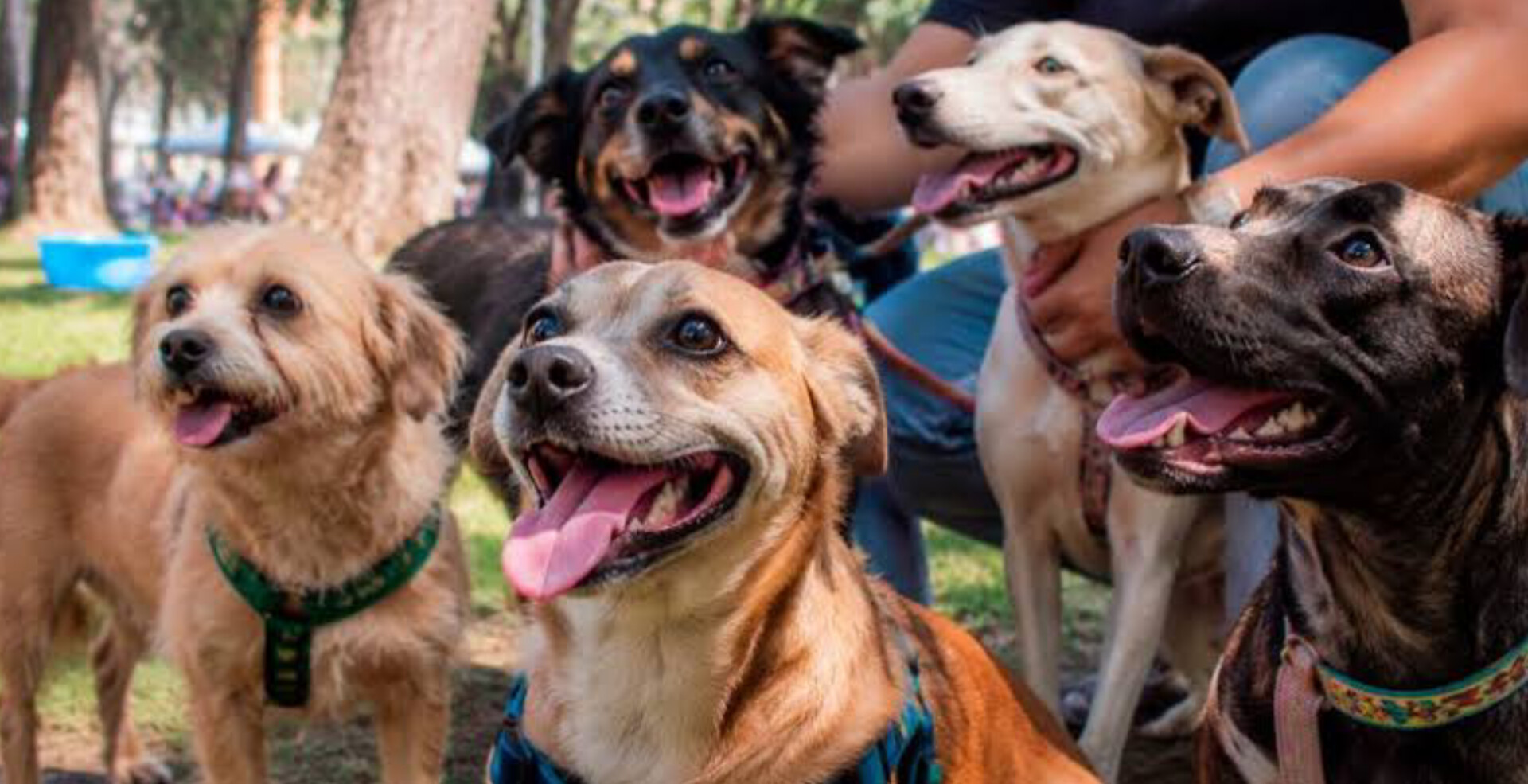 Mascotas perritos
