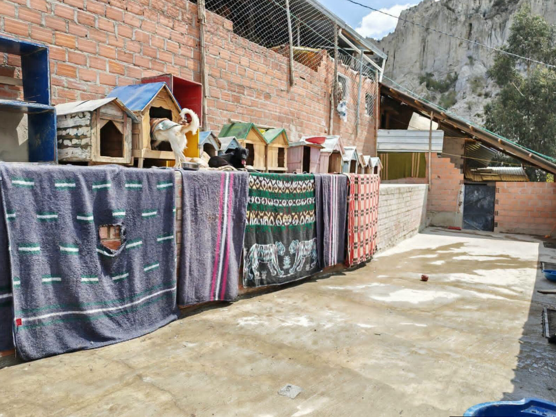 Albergue de mascotas Peluchín