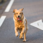 Perrito corriendo