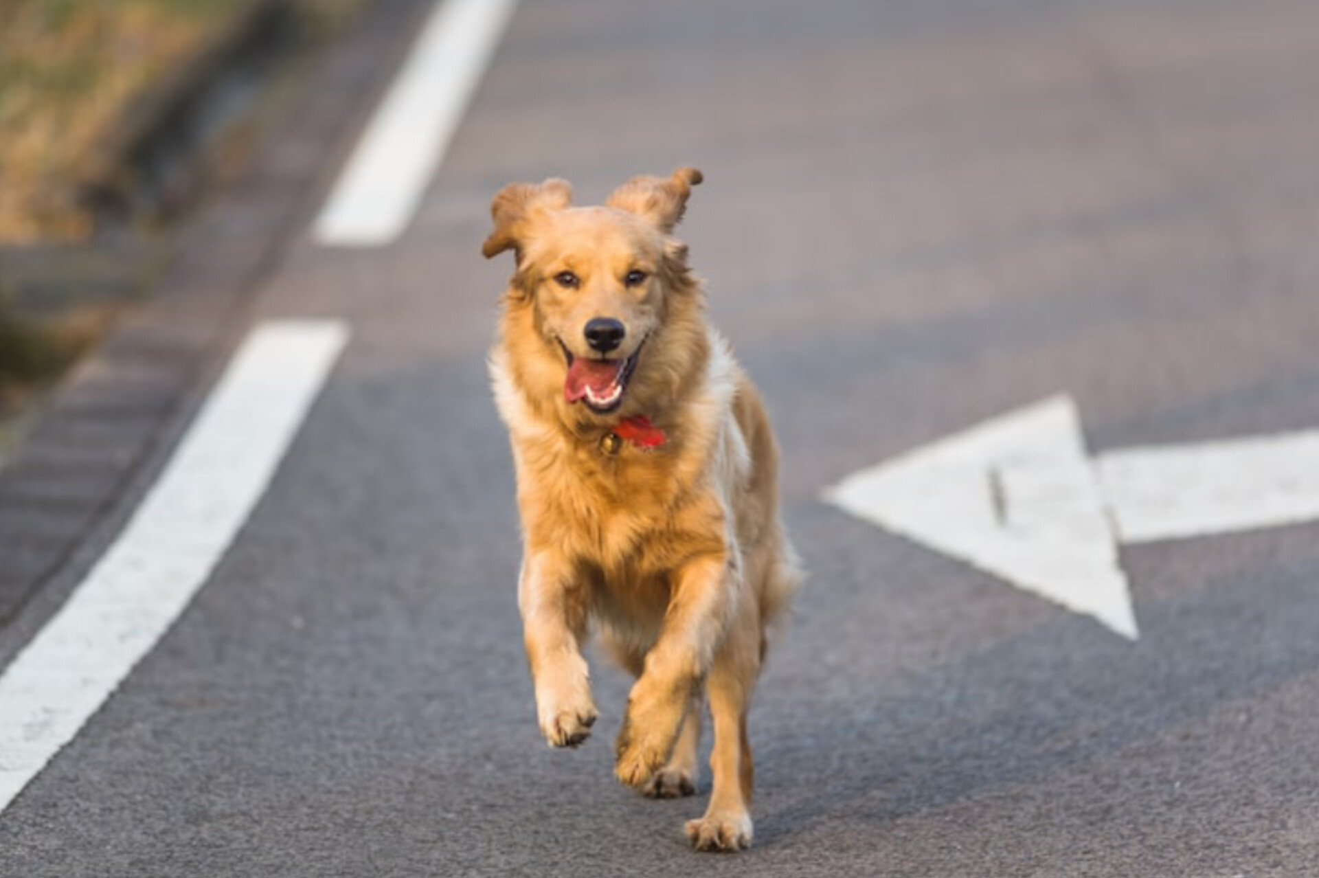 Perrito corriendo