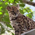 ¡Los Yungas tienen un nuevo felino! La UMSA participó en su descubrimiento científico