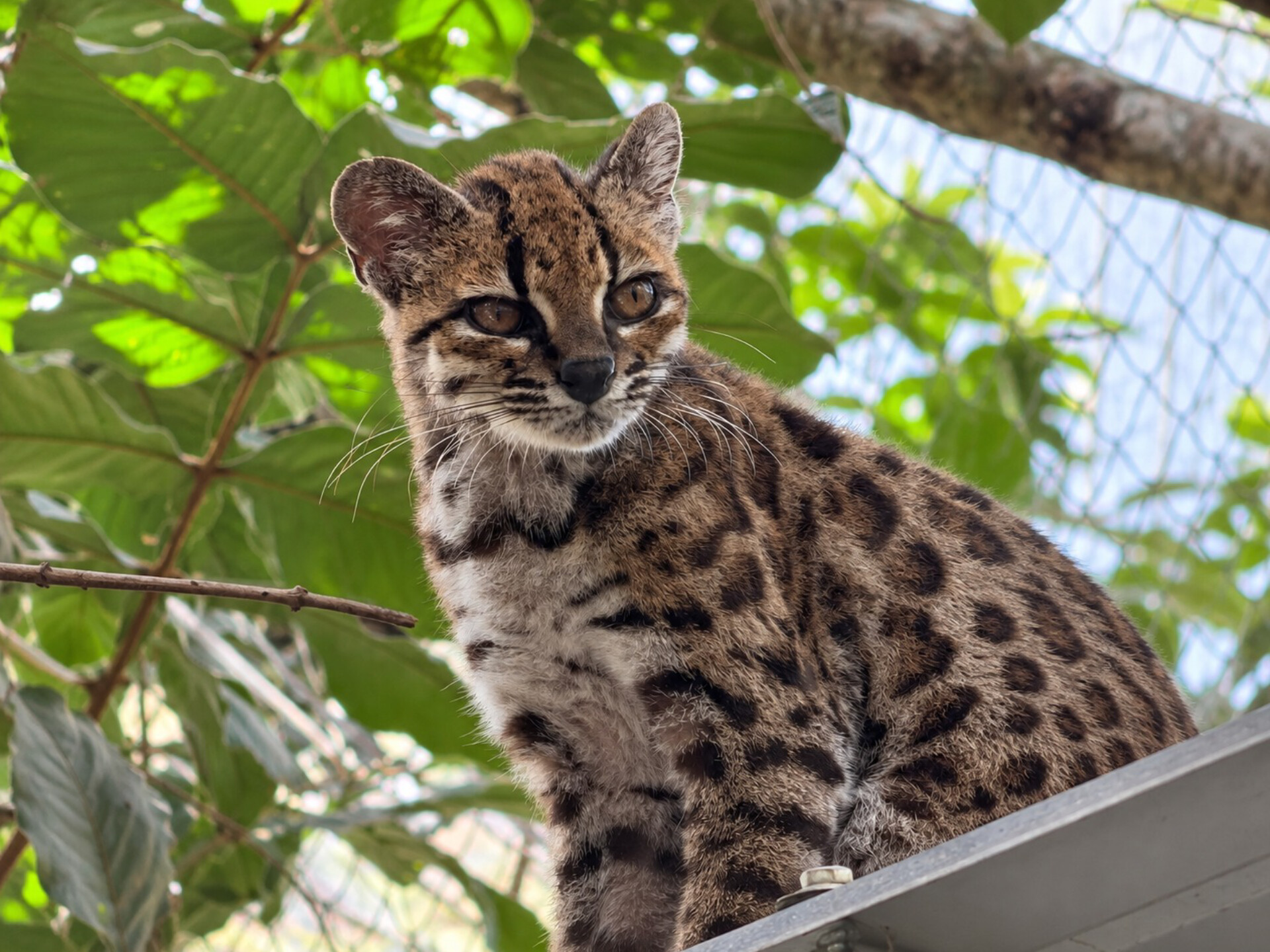 ¡Los Yungas tienen un nuevo felino! La UMSA participó en su descubrimiento científico