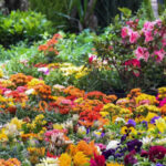 Flores