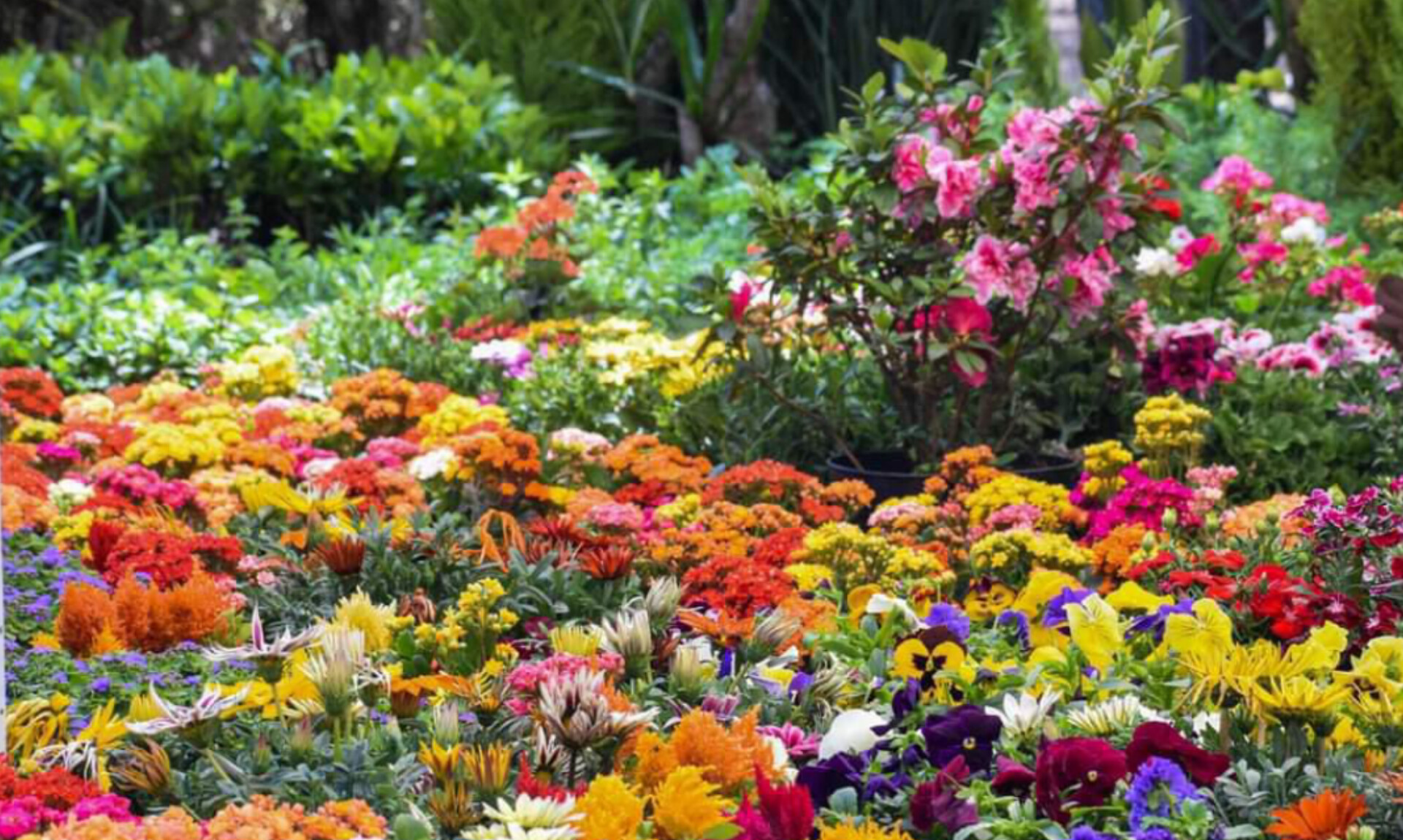 Flores