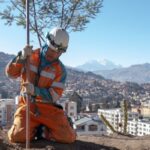 DÍA DEL ÁRBOL