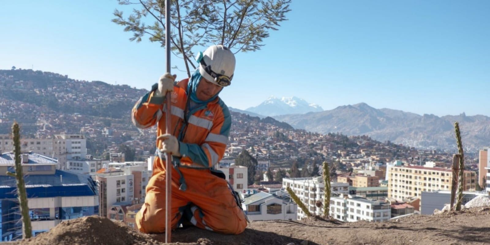 DÍA DEL ÁRBOL